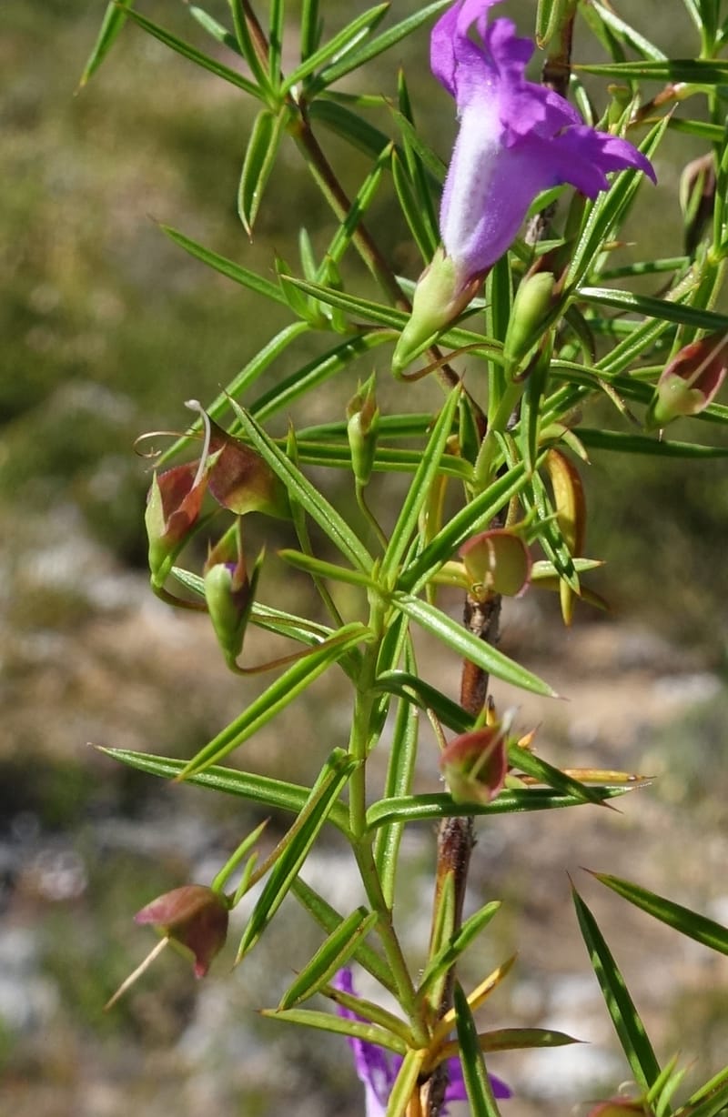 Hemiandra pungens, Davidson, C 13446--Australia. W.A. Beekeeper's Trek. 25 Oct 2016. DSC05537 (106).JPG