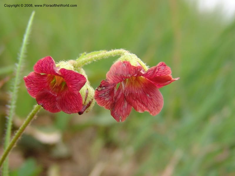 Hermannia woodii--So.Africa. KZN. Midl. Meand. Granny Mouse. 13 Mch 05. 183.jpg