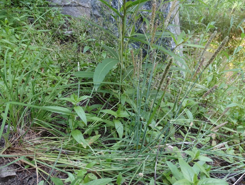 Alopecurus aequalis, Davidson, C 12610--Idaho. Valley Co. Payette Lake. Sylvan Cr. 20 Jul 2014. DSC00669 (134).JPG