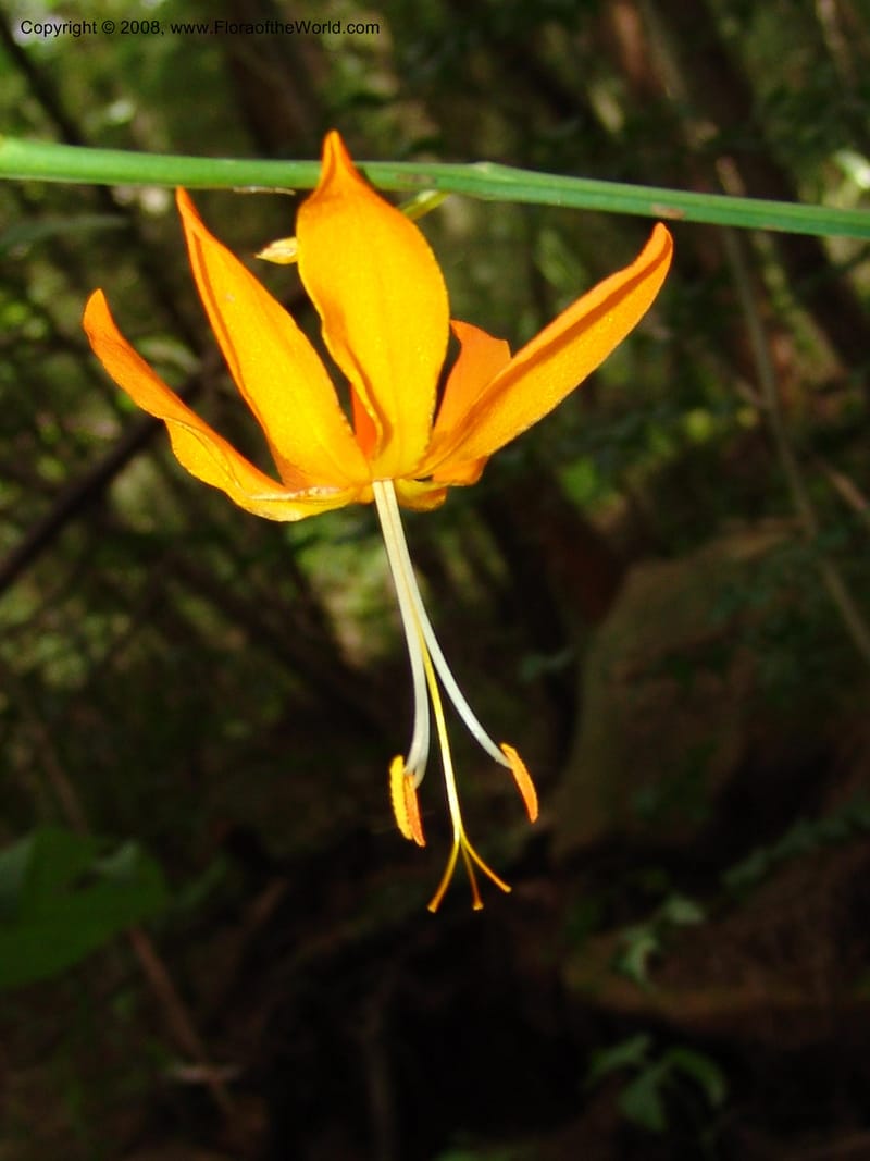 Crocosmia aurea--So.Africa. KZN. Midl. Meand. Granny Mouse. 13 Mch 05. 111.jpg
