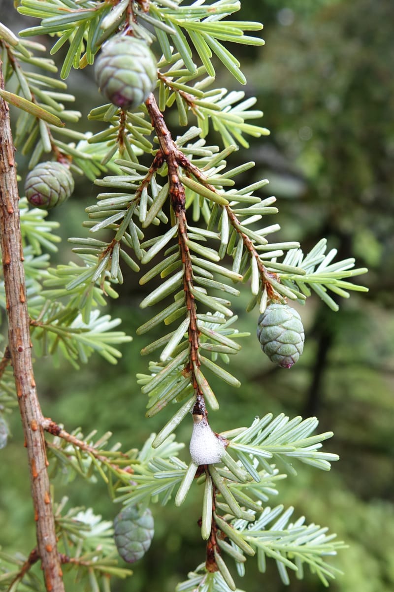 Tsuga chinensis, Tseng Yu-Hsin 1332--Taiwan. Taroko Nat. Park. Mt. Bilu Trail. 21 May 2016.  (178).JPG