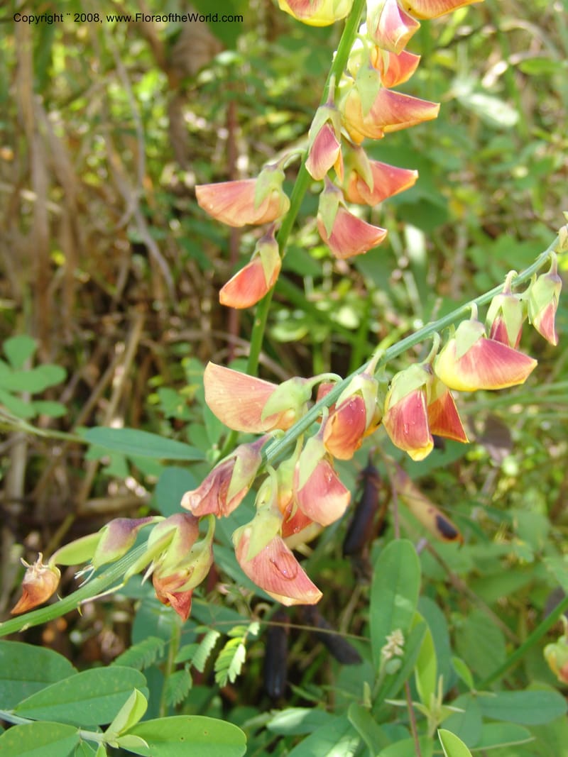 Crotalaria, GWalters1679--Gabon. Prov. Estuaire. Bambuchine, E of Libreville. 17 Apr 06. 002.jpg