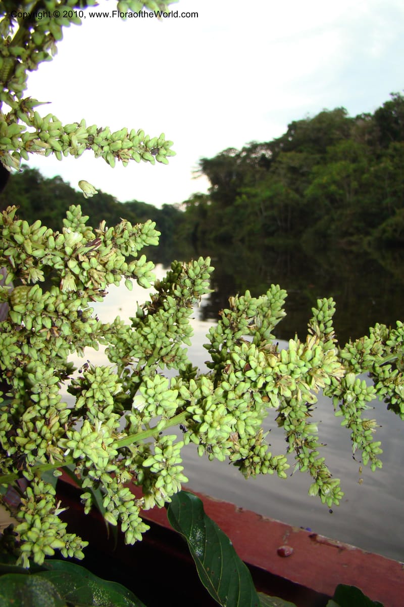 Talisia, RVasquez34835--Peru. Loreto. Dist. Nauta. Qbda Nawapa, Rio Tigre. 11 Nov 08. 933.jpg