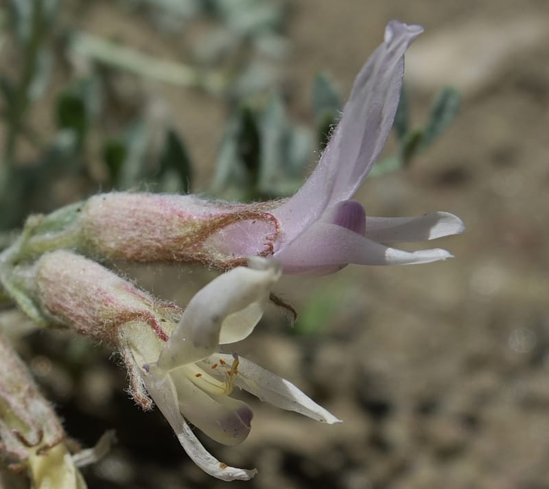 Astragalus purshii, C. Davidson 13582--ID. Idaho Co. Salmon R. Rd. E of Riggins. 24 May 2017. DSC00708. JPG (211).JPG
