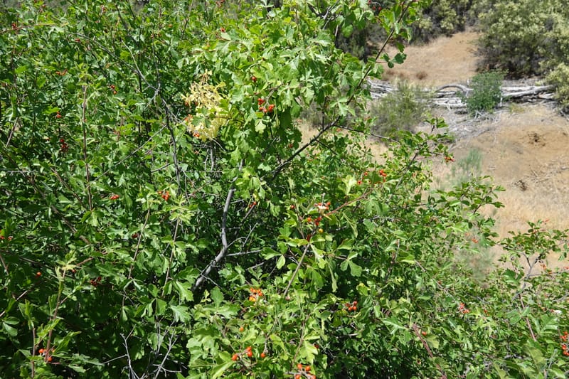 Rhus aromatica, C. Davidson 13590--CA. Tehama Co. W of Vestal Rd. on Hwy 36. 6 June 2017. DSC01078 (21).JPG