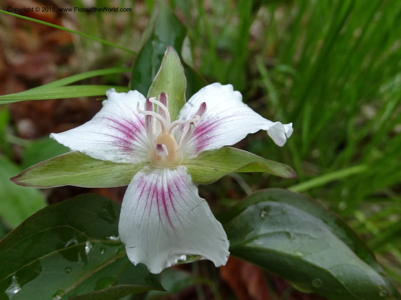 Trillium undulatum, Davidson, C 12959--North Carolina. Trans. Co. Devil's Courthouse View. 12 May 2015. DSC04151 (74).JPG