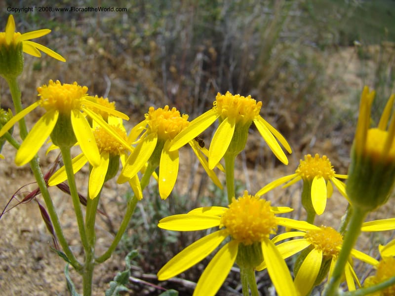 OR. Malheur Co. Leslie Gulch. 1 Jun 08. 256.jpg