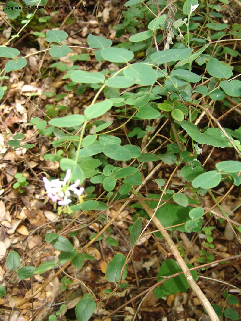 Lonicera hispidula v. vacillans, CDavidson11065--CA. Shasta Co. Lake Shasta. Waters Gulch Trail. 5 Jun 07. 188.jpg