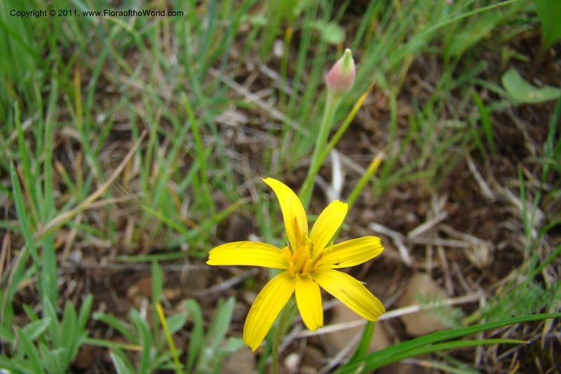 Microseris nutans, C. Davidson 11421--Idaho. Adams Co. Smokey Boulder Rd. 6 June 2009. 171.jpg