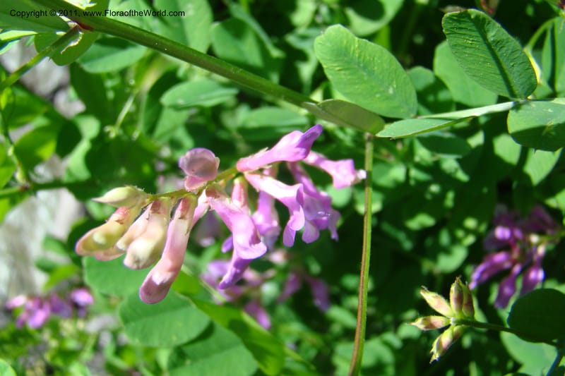 Vicia americana, C. Davidson 11391--Idaho. Idaho Co. Salmon River. Shepp Ranch. 28 May 2009. 159.jpg