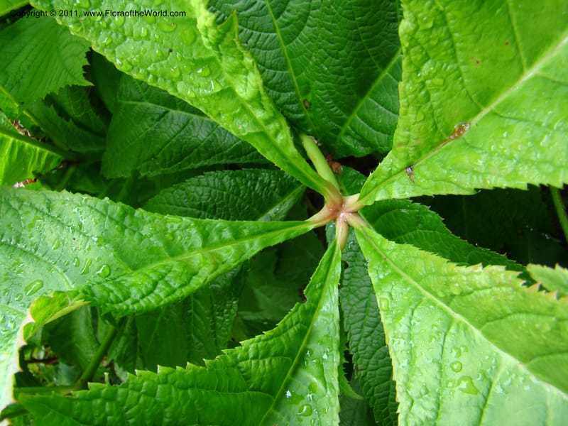 Rodgersia podophylla, 28991-262-91--Canada. BC. Univ. BC Bot. Garden. 27 Jul 08. 028.jpg