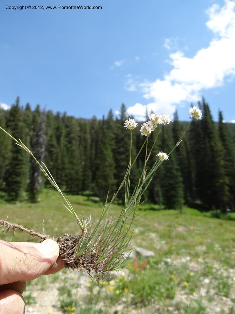 Eremogone congesta, Davidson, C 12074--ID. Valley Co. Yellow Pine to Big Creek Rd. 7 Aug 2012. DSC04021 (65).JPG
