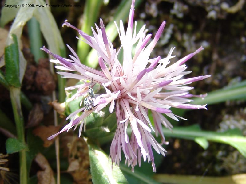 Centaurea raphanina ssp raphanina--Crete. Ep. Kisamos. Sirikari Gorge. 25 May 05. 021.jpg