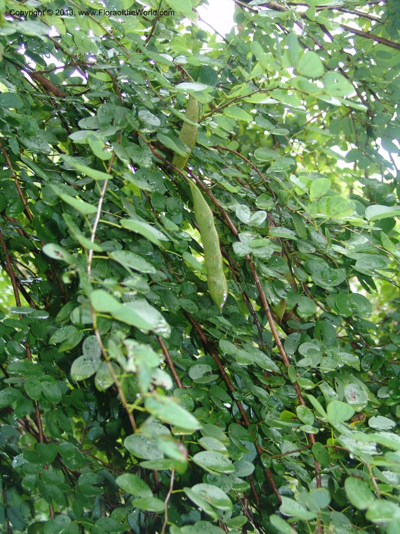 Bauhinia tomentosa--So.Africa. Lowveld Nat. Bot. Gard. 14 Mch 05. 070.jpg