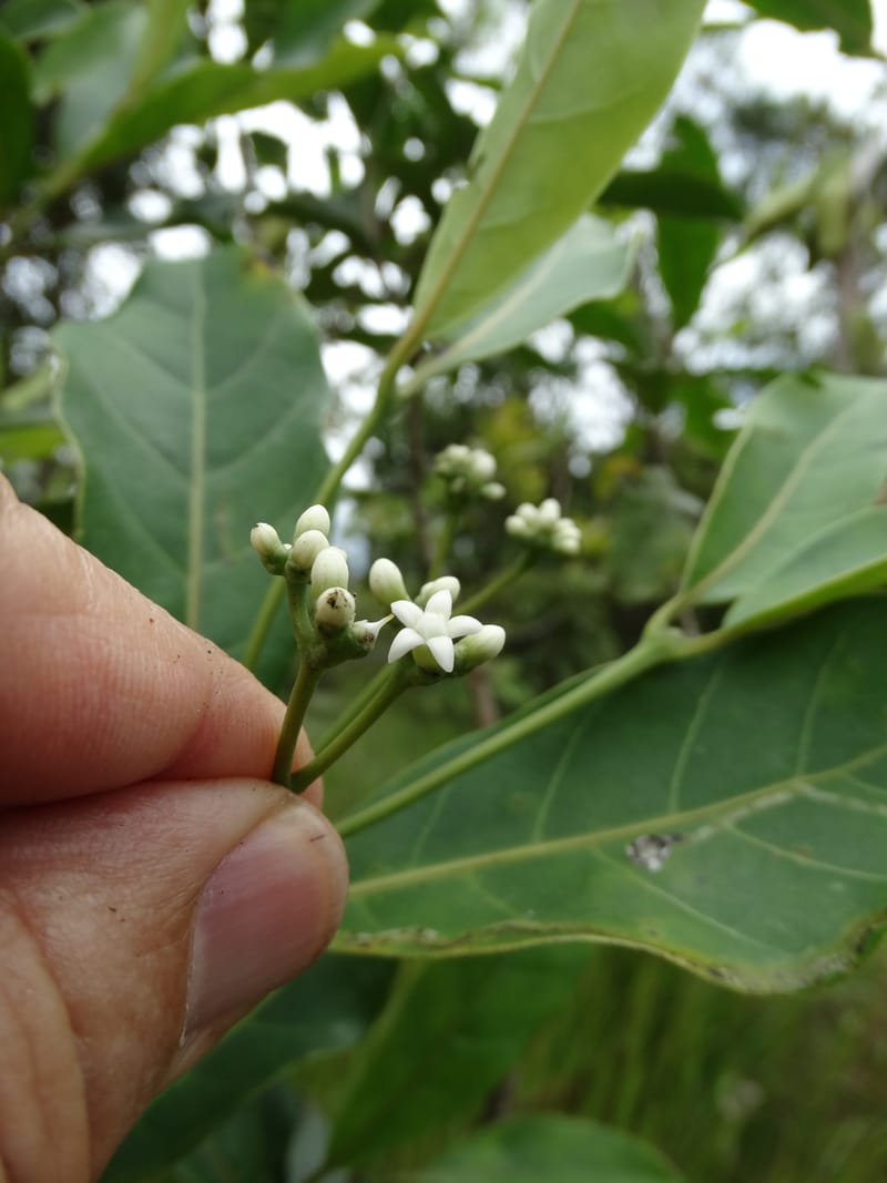 Neuburgia, Lowry, P 7330--Fiji. Delaikoro Mtn. 3 Nov 2015. DSC08393 (404).JPG