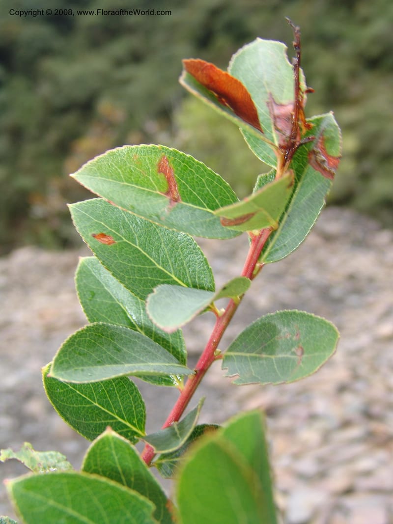 Gaultheria, RVasquez32926--Peru. Prv Pauctb. Rd to Manu NP. 28 Oct 07. 231.jpg