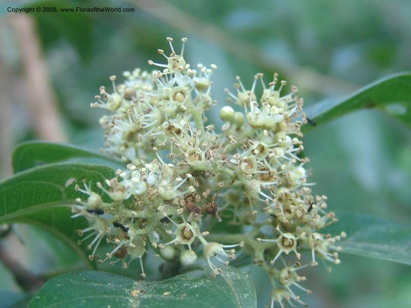 Heteropyxis dehniae--So. Africa.  Mpumalanga. Karino. Whyte Thorne Garden. 19 Mch 05. 016.jpg