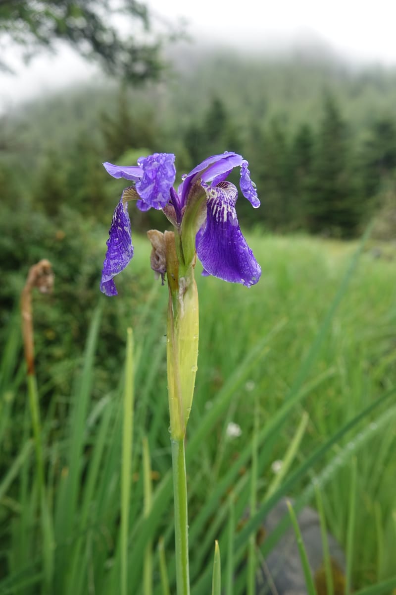 Iris bulleyana, D. Boufford 43982--China. Yunnan. Tianbao Shan. 10 Aug 2017.  (244).JPG