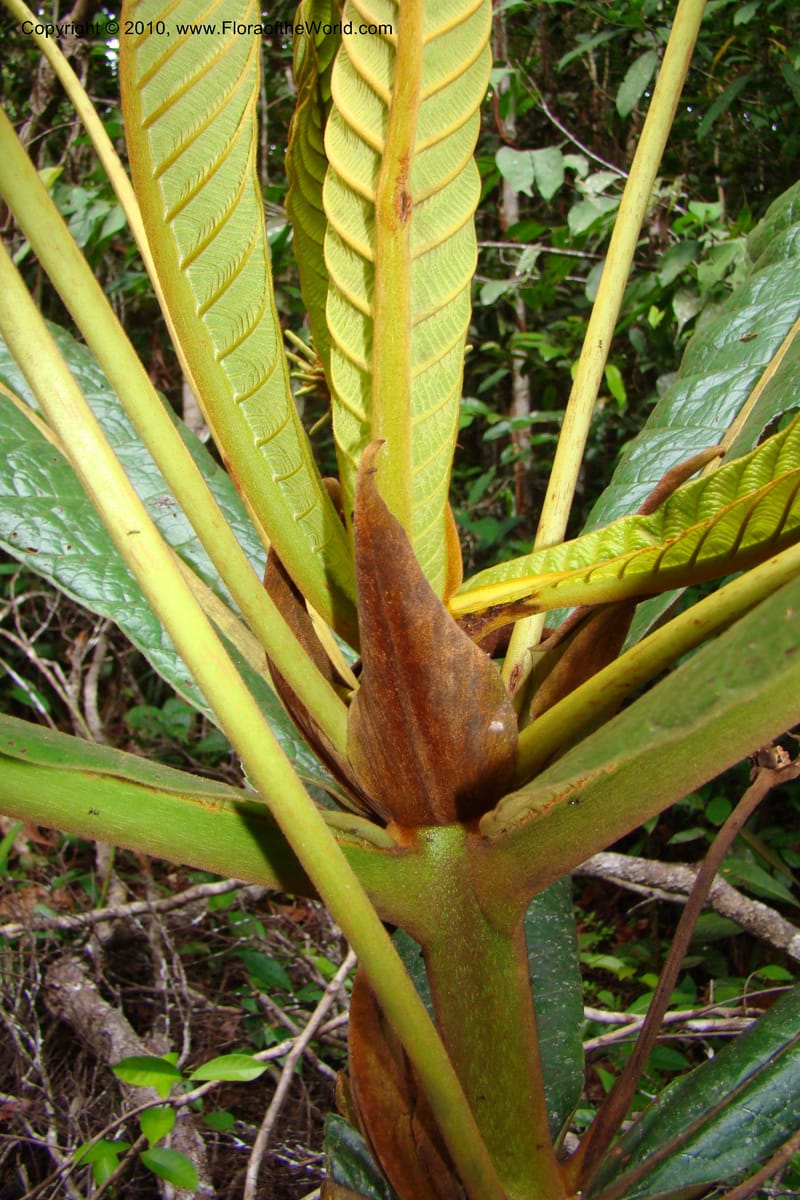 Ladenbergia, Vasquez 35053--Peru. Loreto. Dto. Iquitos. Res. Allpahuayo-Mishana. 19 Nov 08. 522 (10).jpg