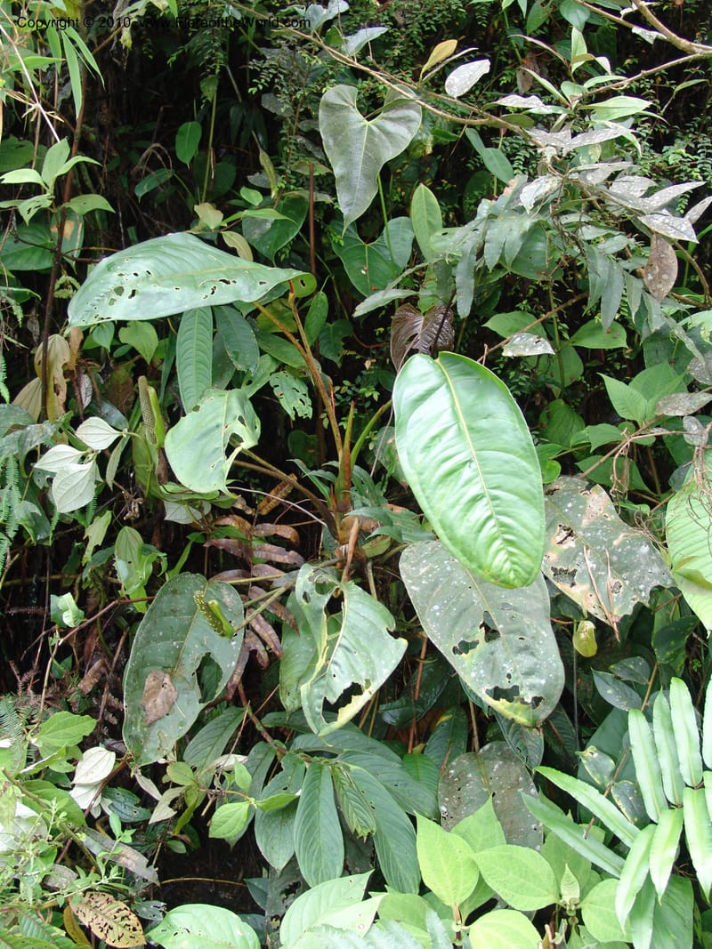 Anthurium incomptum, Croat 96349--Ecuador. Prov. Pichincha. Pacto-Pto. Quito Rd.. 25 Mar 06. 028 (9).jpg