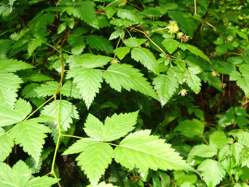 Rubus spectabilis--WA. Grays Harbor Co. Quinault Rain For, Lake Quinault. 15 Jun 06. 035.jpg