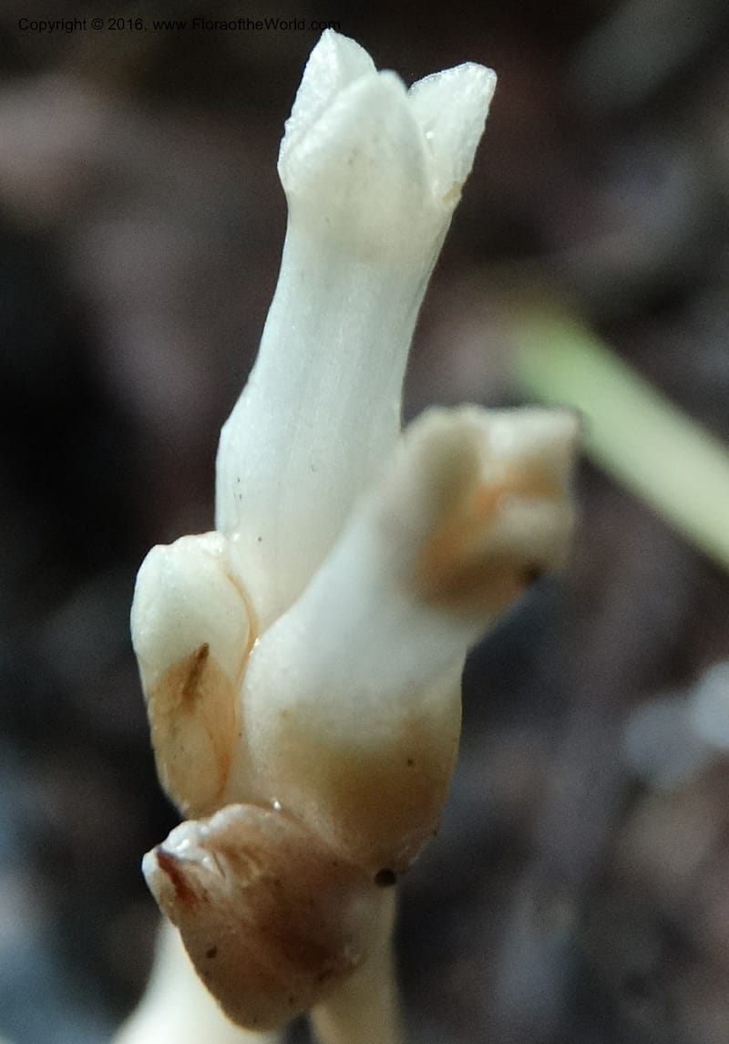 Gymnosiphon, Davidson, C 12931--Sabah. Kinabalu Nat. Park. Nalumad Substesen. 29 Mar 2015. DSC01294 (37).JPG