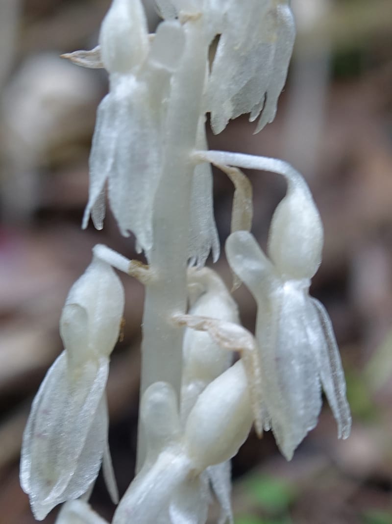 Epipogium roseum, Chung Kuo-Fang 3342--Taiwan. YangMing Shan Nat. Park. 18 May 2016. DSC02685 (210).JPG