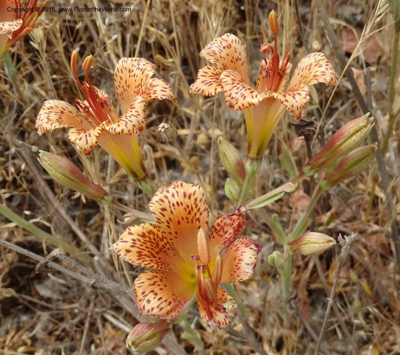 Alstroemeria versicolor, Davidson, C 12826--Chile. Ruta J-55 east of Talca. 27 Nov 2014. DSC08682 (139).JPG