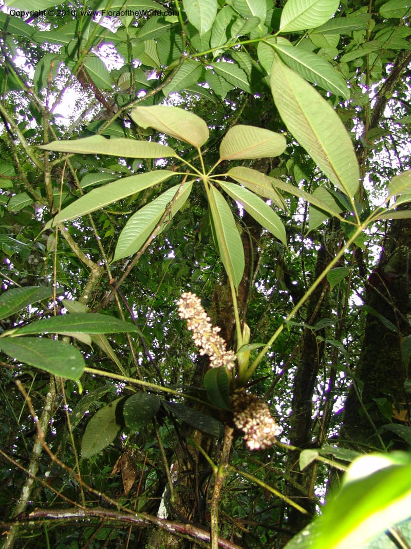 Schefflera lasiogyne, Croat 95708--Ecuador. Maquipucuna Biol. Res. Send. Princip. 11 Mar 06. 046 (4).jpg
