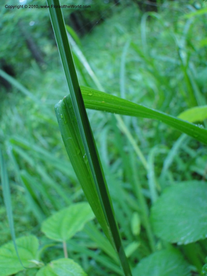 Carex crinata, Mori S 27442, USA, North Carolina, Wake Co., Boyce Bridge Rd., 25 May 2010 (5).JPG