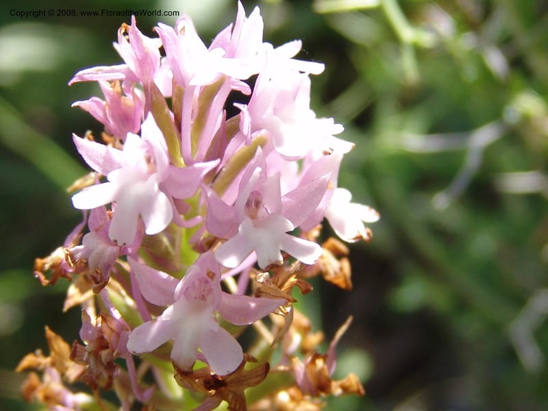 Anacamptis pyramidalis--Crete. Ep. Kisamos. Sirikari Gorge. 25 May 05. 095.jpg