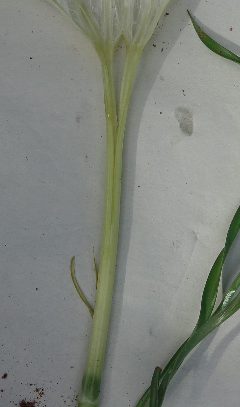 Pancratium tenuifolium, L. Nanyeni 1257--Namibia. Hwy D1471, S of Eningu Farm. 28 Mar 2018. DSC03969 (17).JPG