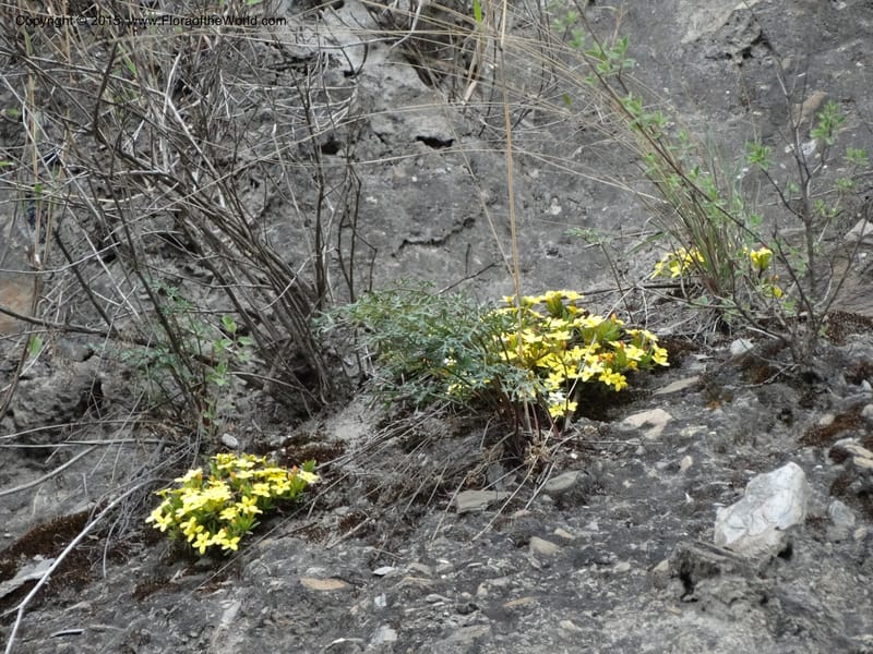 Wikstroemia, Boufford, D 43598--China. Sichuan. Yonghe Village. 6 May 2014. DSC04110 (56).JPG