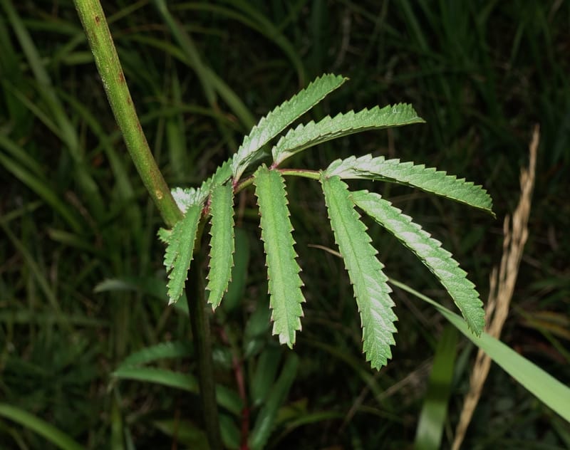 Sanguisorba tenuifolia--Japan. Hokkaido. Sarobetsu. 4 Aug 2016. DSC00970 (122).JPG