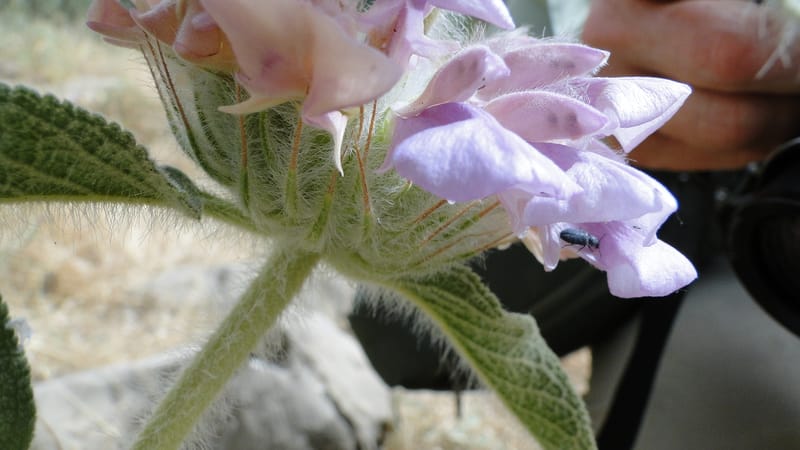 Phlomis rigida, A. G. Miller 118.A20--Iraq. Kurdistan. Shakh-i Pira Magun. 9 June 2010. 014 (12).jpg