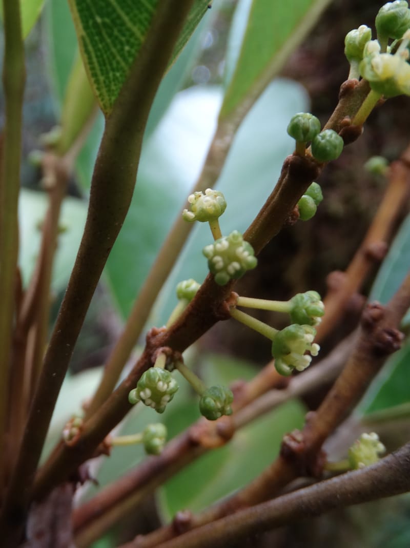 Amaroria soulameoides, Plunkett, G 3187--Fiji. Waisali Rainf. Reserve. 4 Nov 2015. DSC08848 (255).JPG