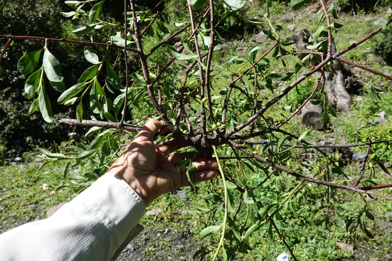 Taxillus delavayi var. delavayi, D. Boufford 43988--China. Sichuan. Yibailingba-gou. 12 Aug 2017. DSC04660 (564).JPG
