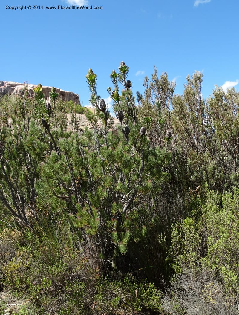 Leucadendron, Davidson, C 12264--South Africa. Western Cape. Teeberg. 19 Jan 2014. DSC00637 (24).JPG