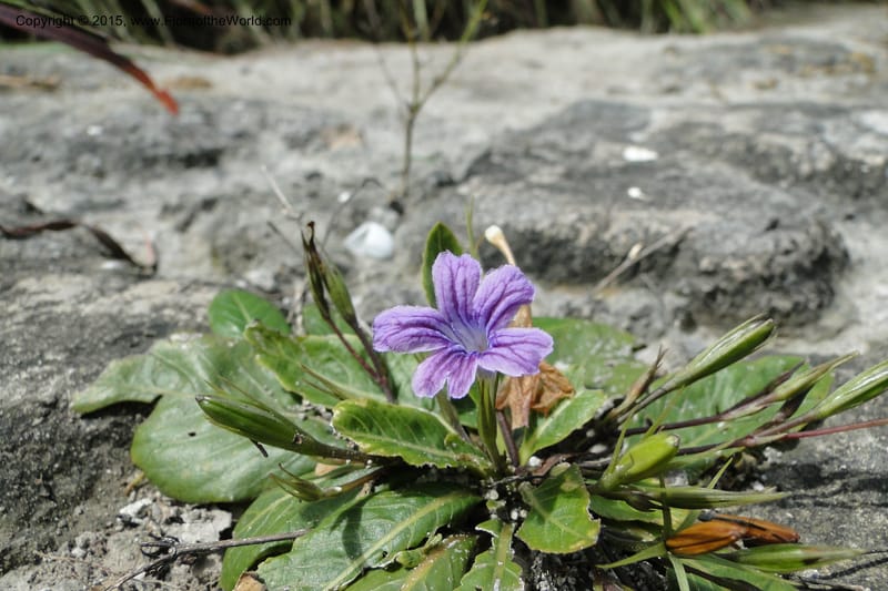 Ruellia hygrophila, W. D. Stevens 31292--Paraguay. Edo. Concepcion. Garay Cue. 21 Mar 2011. 147 (7).jpg