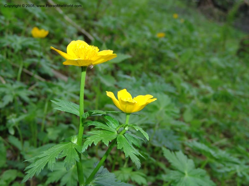 Trollius ranunculinus--Georgia. Kazbeki . Trail-road to Sameba Church. 2 Jun 05. 075.jpg