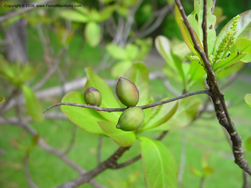 Terminalia muelleri--FL. Fairchild Tropical Gard. 8 Apr 03. 122.jpg