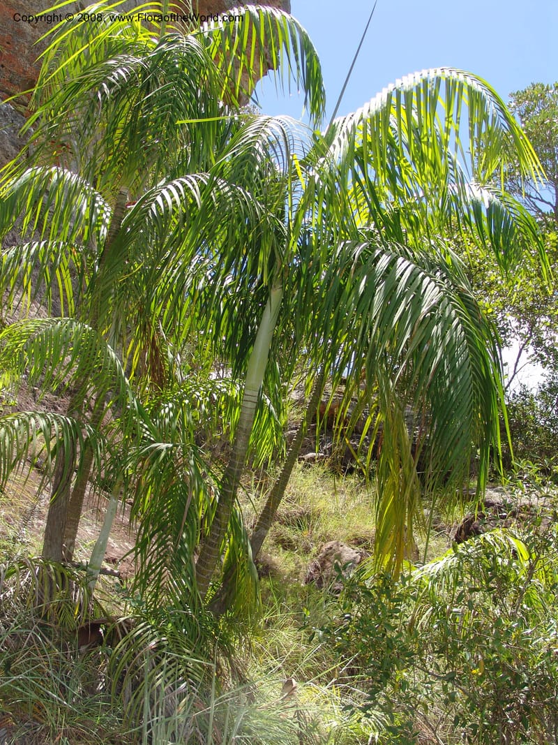 Dypsis, not coll.--Madag. Prov. Fianar. Parc Nat. Isalo. 12 Jan 06. 255.jpg