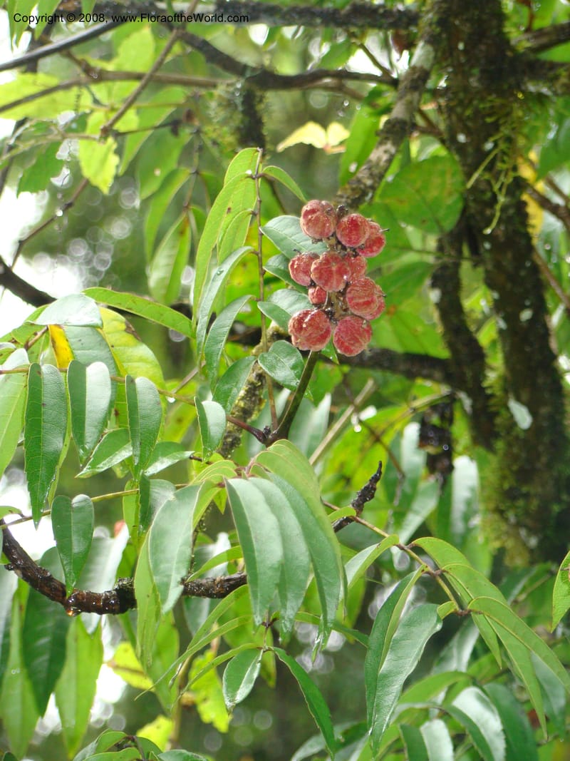 Bersama abyssinica ssp. abyssinica, RGereau7018--Tanz. Mbeya Rural Distr. Ngozi Crater. 26 Jan 08. 174.jpg