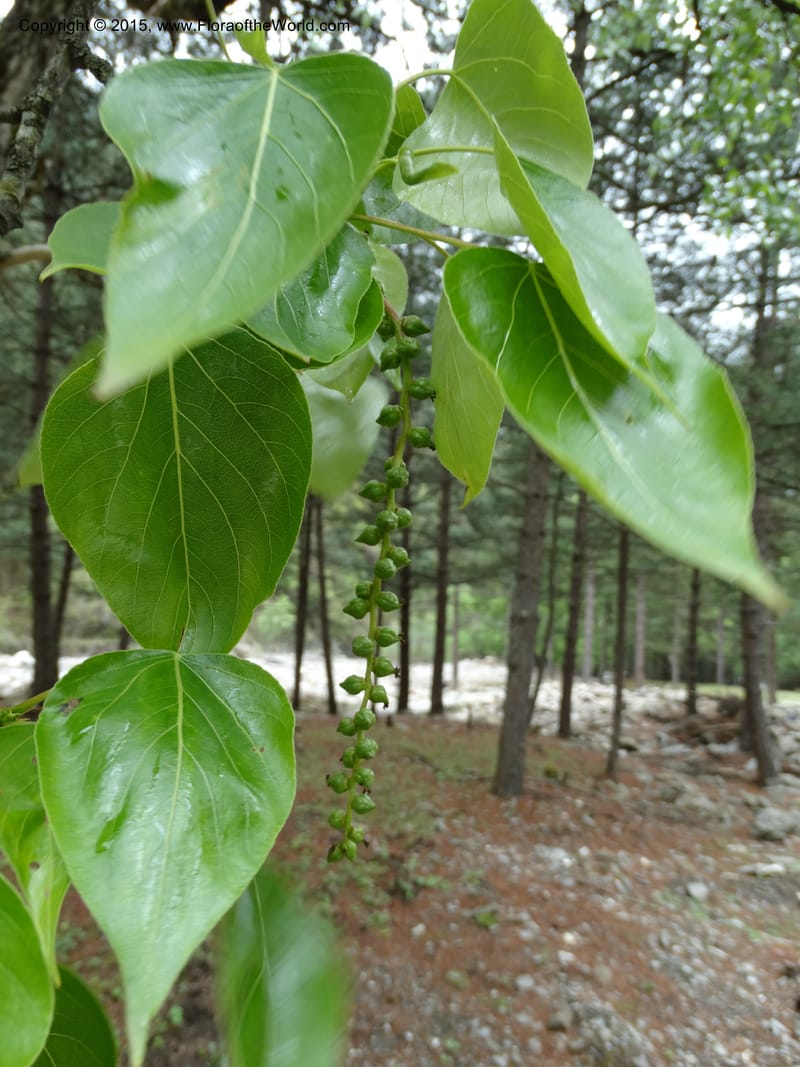 Populus, Boufford, D 43740--China. Sichuan. XinZhaZi Gou. 14 May 2014. DSC06426 (23).JPG