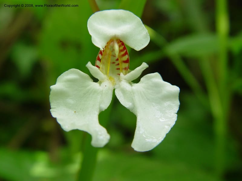 Impatiens burtonii cf--Cameroon. Mt. Cameroon. 5 Dec 03. 034.jpg