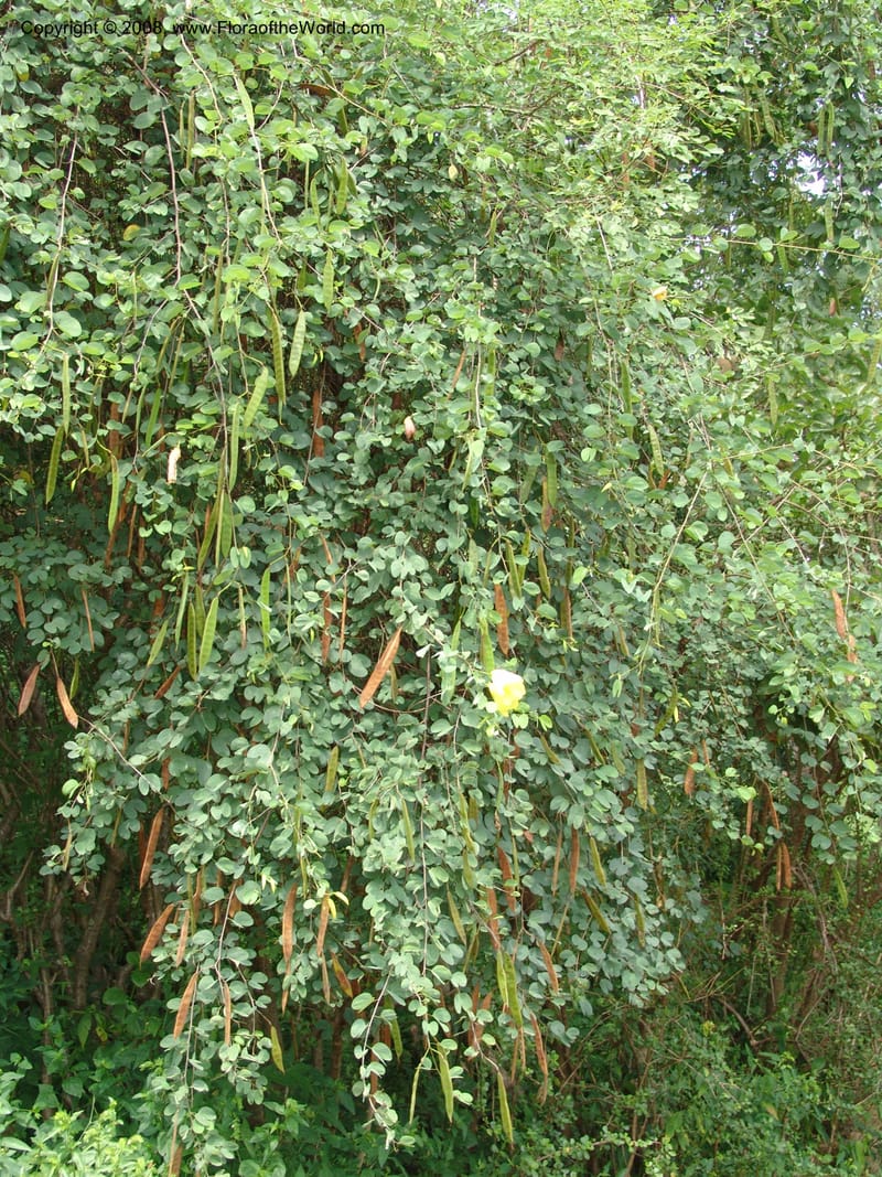 Bauhinia tomentosa--So. Africa. Lowveld Nat. Bot. Gard. 14 Mch 05. 249.jpg