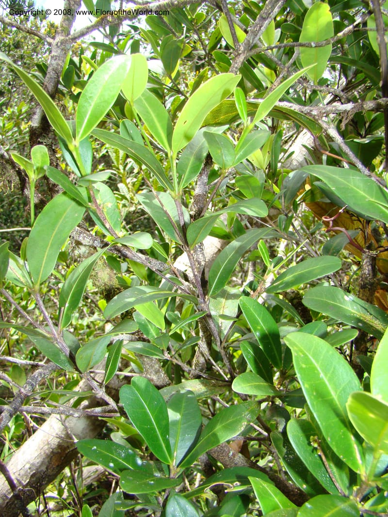 Medicosma, JMunzinger4812--N.Caled. Plateau de Poro. 16 Nov 07. 054.jpg