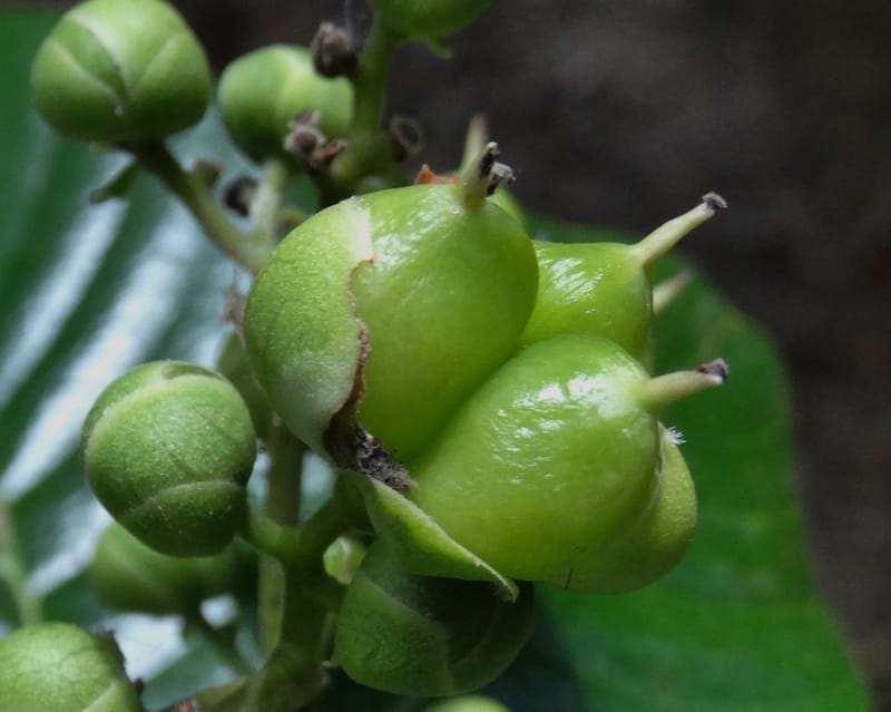 Tetracera billardieri, Lowry, P 7392--New Caledonia. Nehoue Forest. 17 Nov 2015. DSC03041 (369).JPG