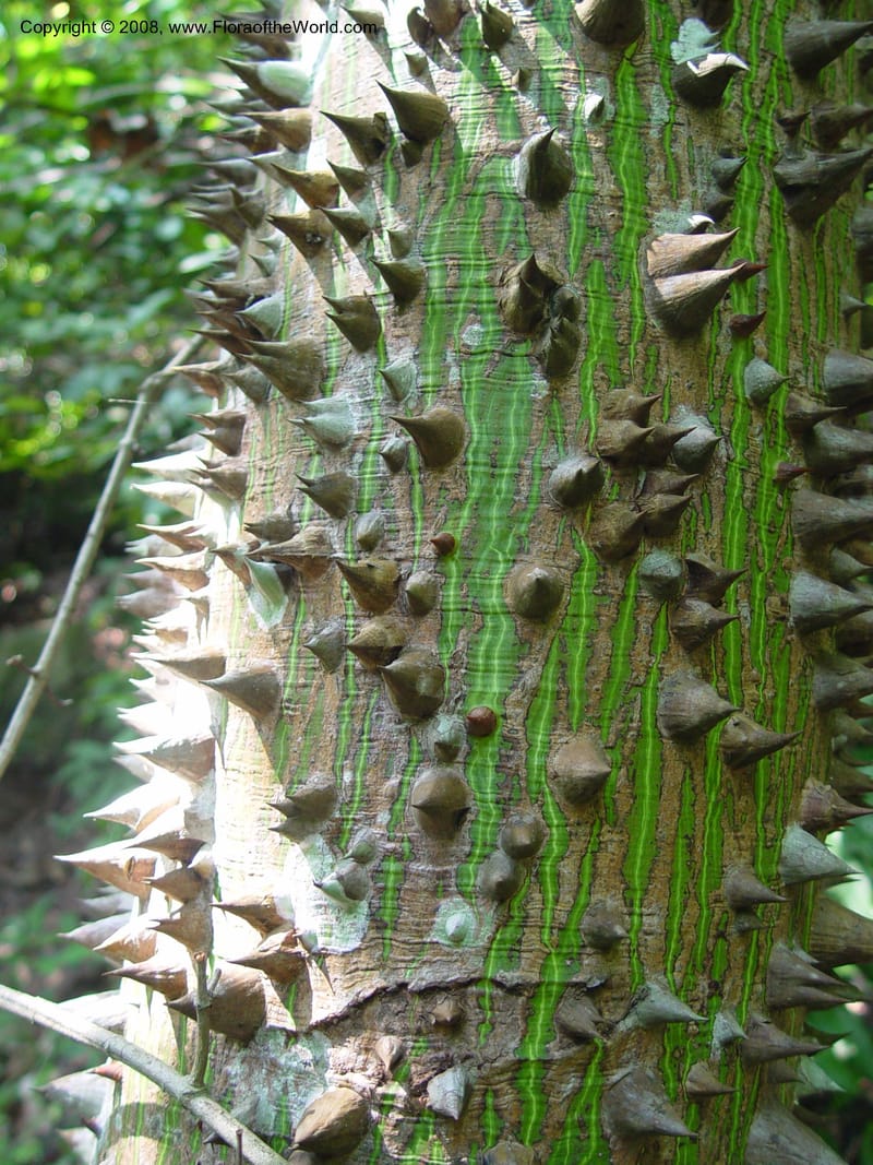 Ceiba pentandra--Ghana. Kakum Nat. Park, 12 Dec 03. 186.jpg