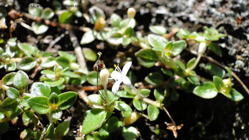 Otiophora pauciflora, N. Manjato 164--Madagascar. E of Ambositra toward Antoetra. 2 May 2010 070 (15).jpg